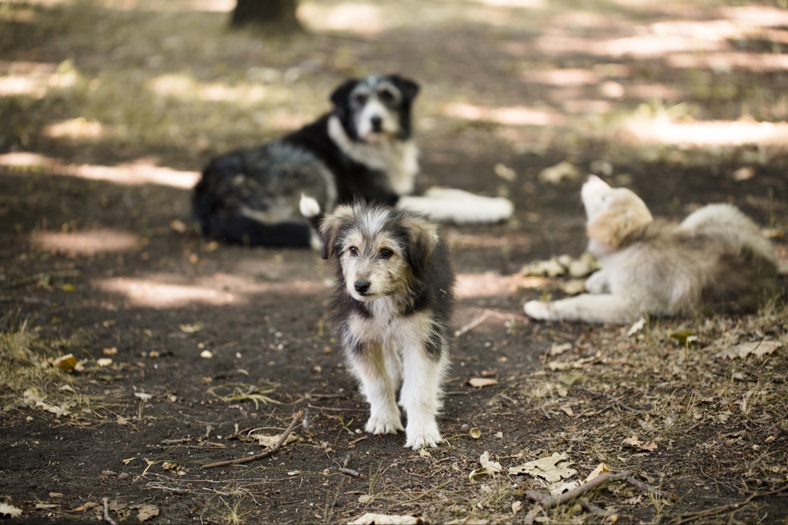 Эксперт предложил опираться на опыт других  стран по решению проблем с бездомными собаками