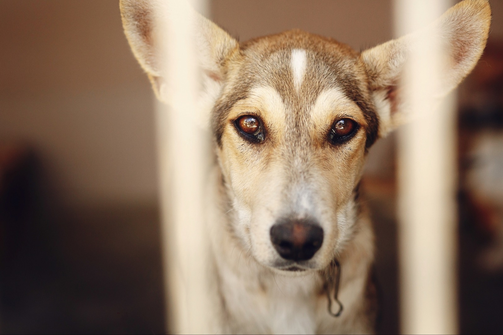 В сети появились фейки о приюте для животных «Добрый мир» в Анапе