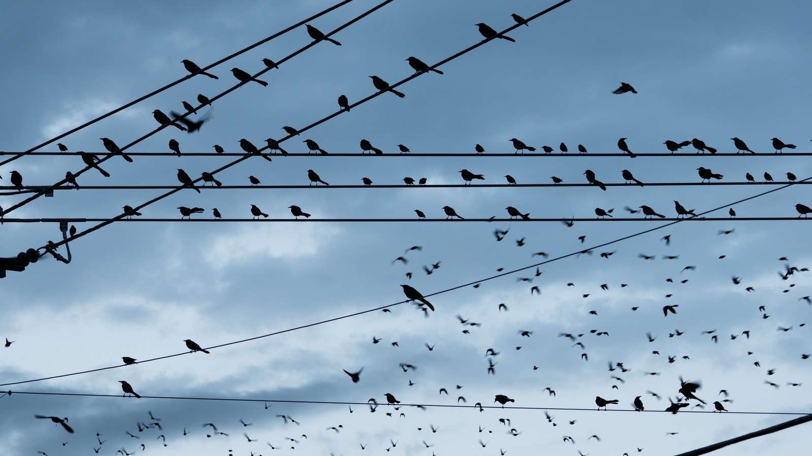 Стаи птиц на проводах зимой