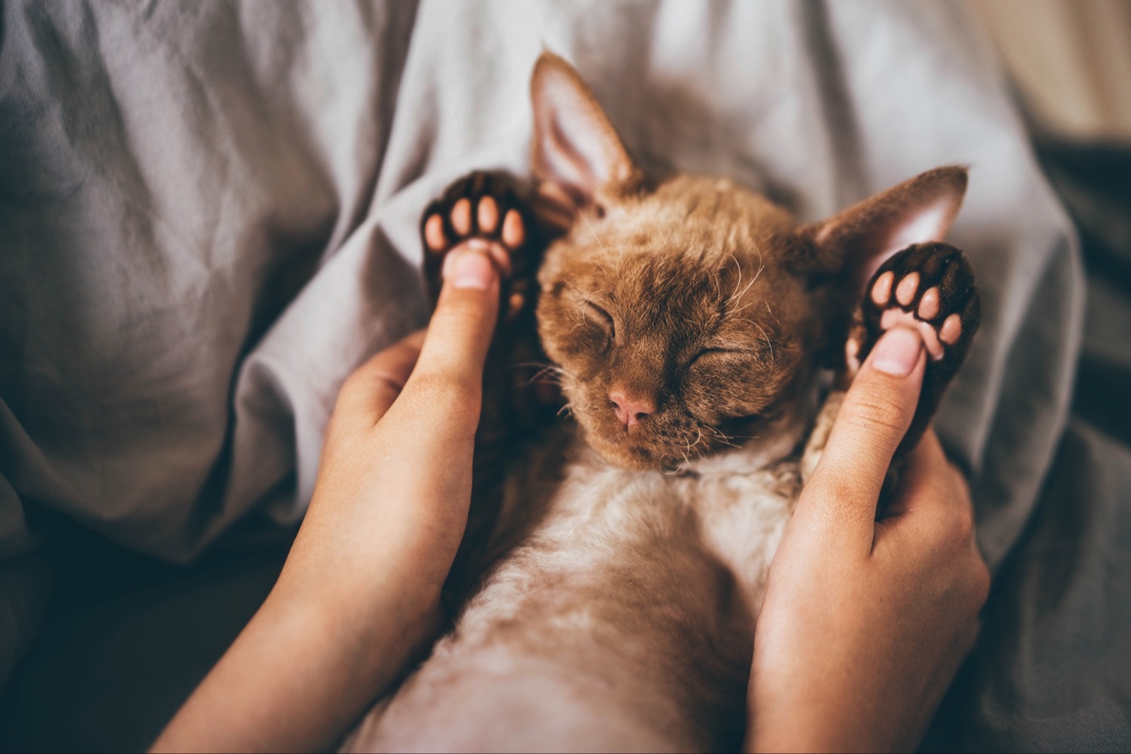 Эксперт рассказала, почему кошки спят в ногах хозяина