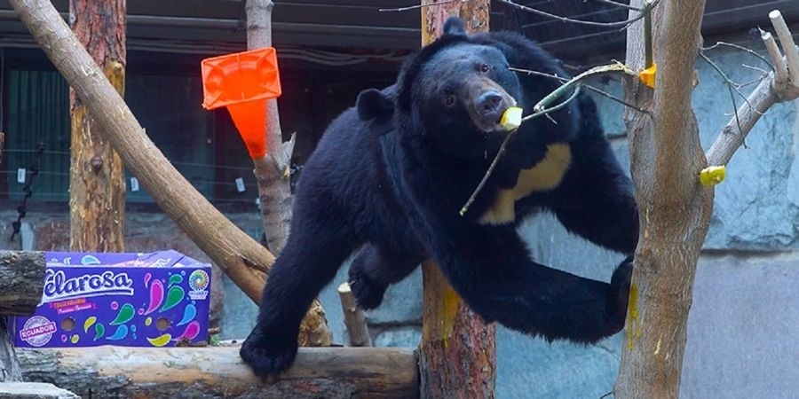 В московский зоопарк привезли трех гималайских медведей