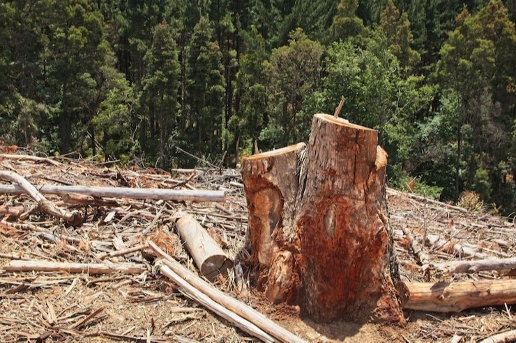 Новости регионов: вырубка вековых лесов, спасение провалившегося под лед ребенка