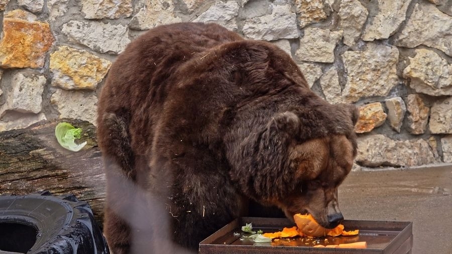 В зоопарке Москвы от зимней спячки очнулись медведи