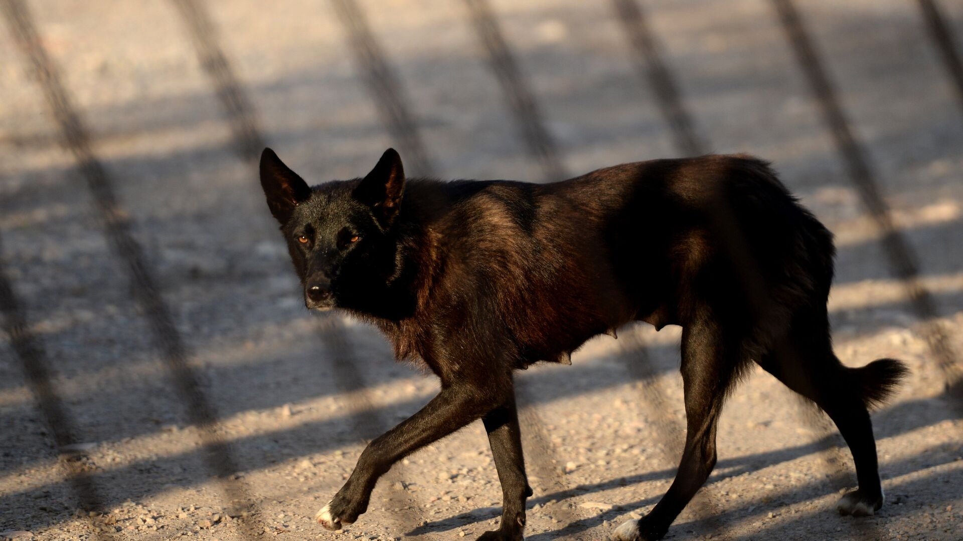 В Оренбурге стая бездомных собак насмерть загрызла ребенка
