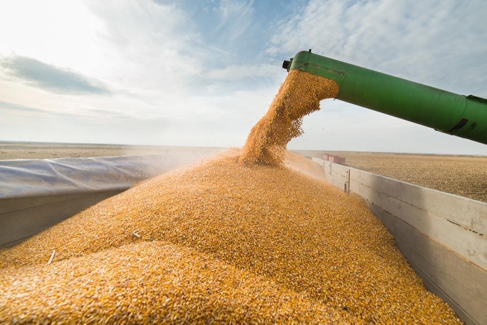 Экономист: дешевое украинское зерно нанесет удар Евросоюзу