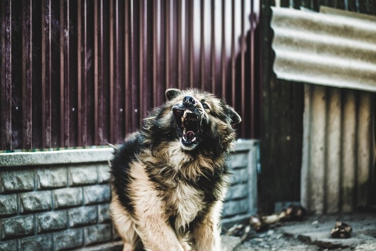 Регионам РФ могут разрешить усыплять агрессивных бездомных собак