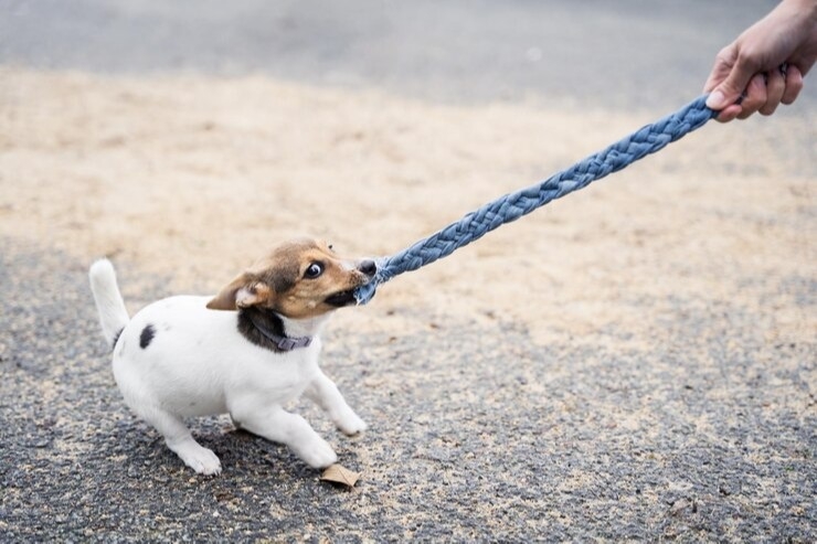Адвокат прокомментировал предложение Госдумы о приравнивании самовыгула к выбрасыванию собаки на улицу