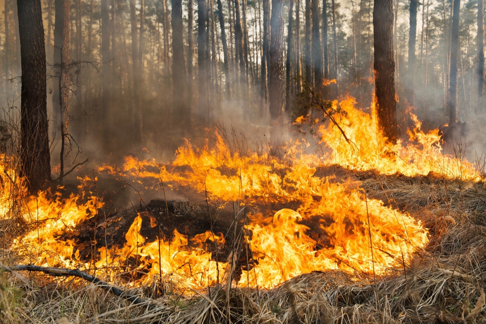 В Свердловской области из-за лесных пожаров жителям рекомендуют носить маски