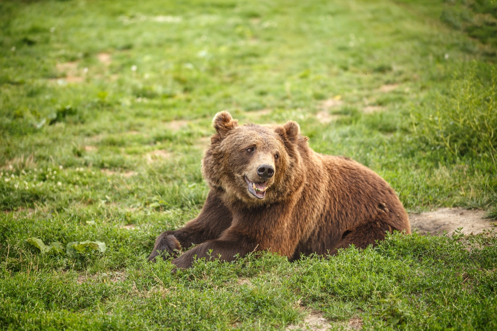 Эксперты рассказали, как вести себя при встрече с медведем