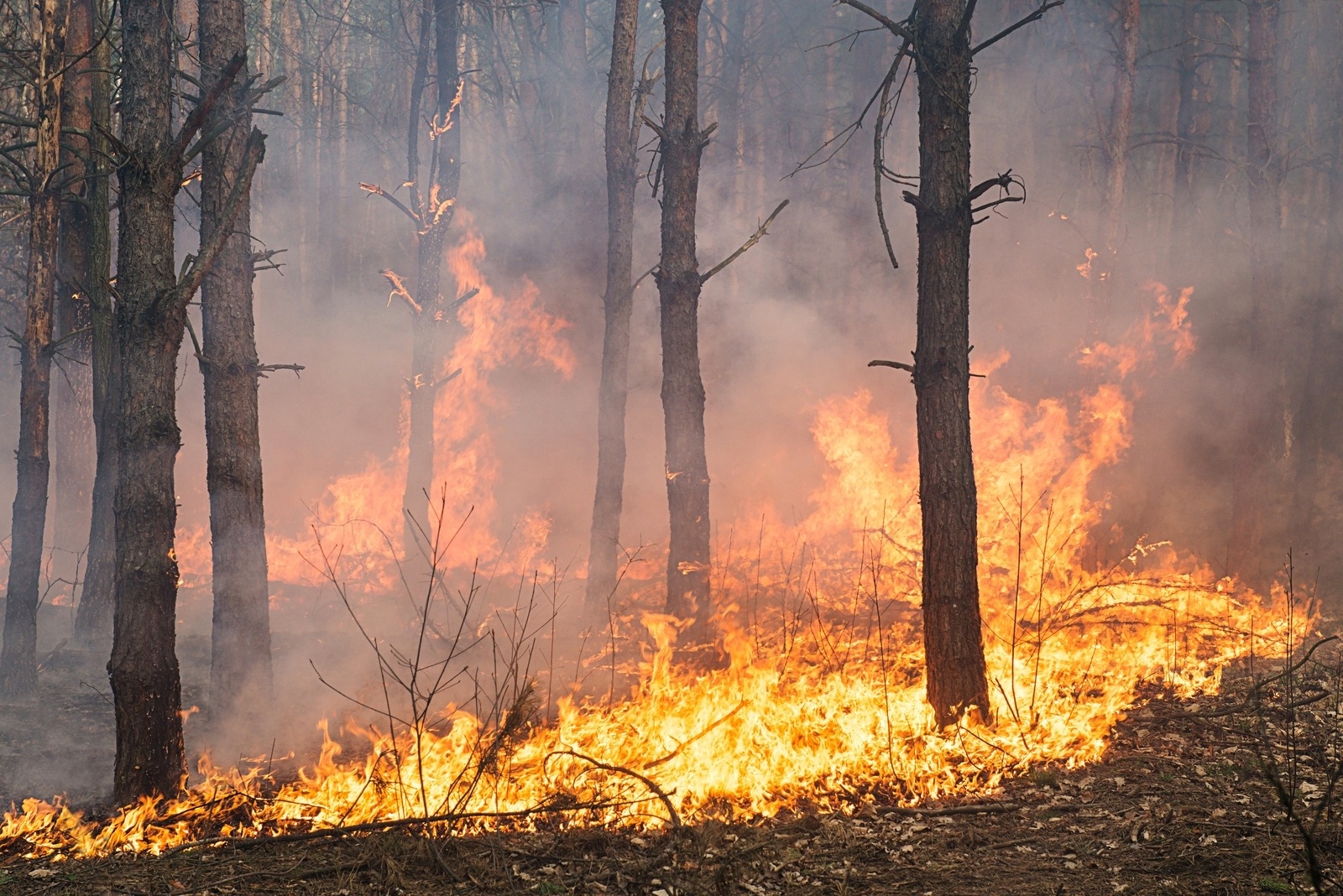 Эколог назвал причину массовых лесных пожаров в России