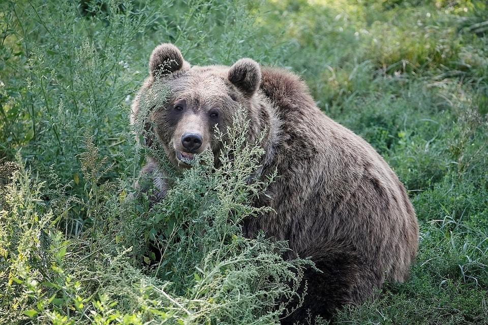 Новости регионов: разгуливающий медведь, карта бомбоубежищ, несчастная Ростовская область