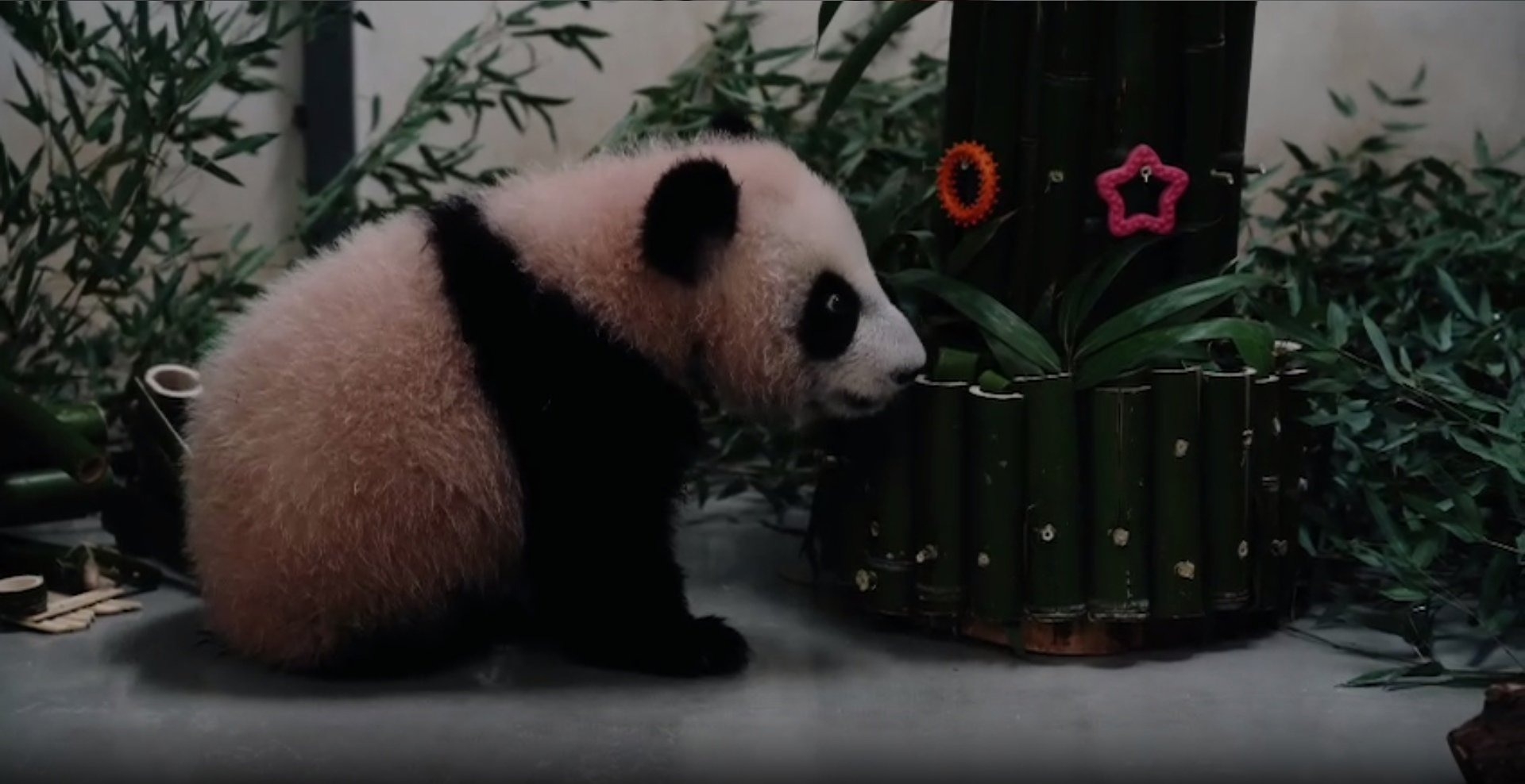 Панду из Московского зоопарка поздравили с Китайским Новым годом