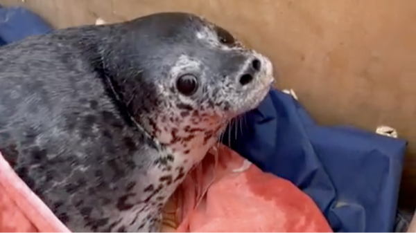Новости регионов: Изувеченного тюленя спасли в Приморском крае
