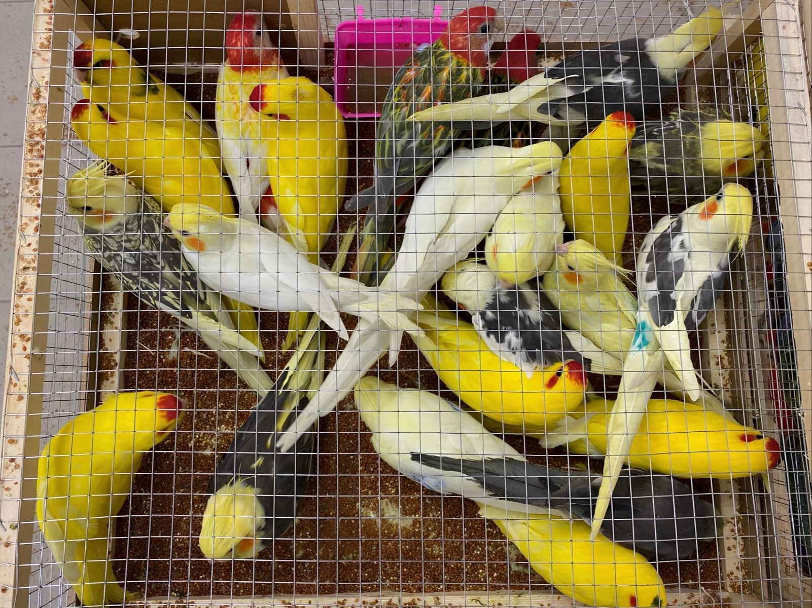 В аэропорту Жуковский обнаружили 19 редких попугаев из Киргизии
