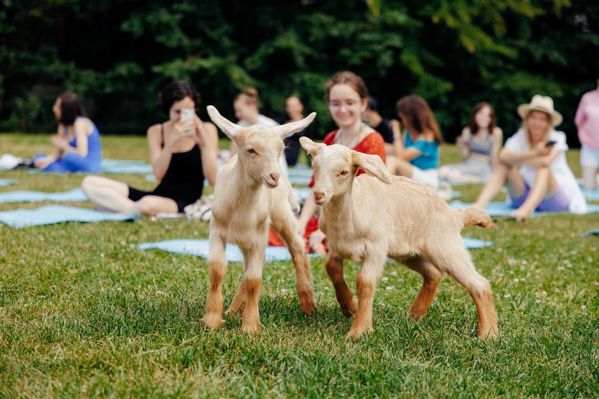 Янтарный форум, «Внезапный оазис» и йога с козочками. Гид событий недели 28 июля – 3 августа