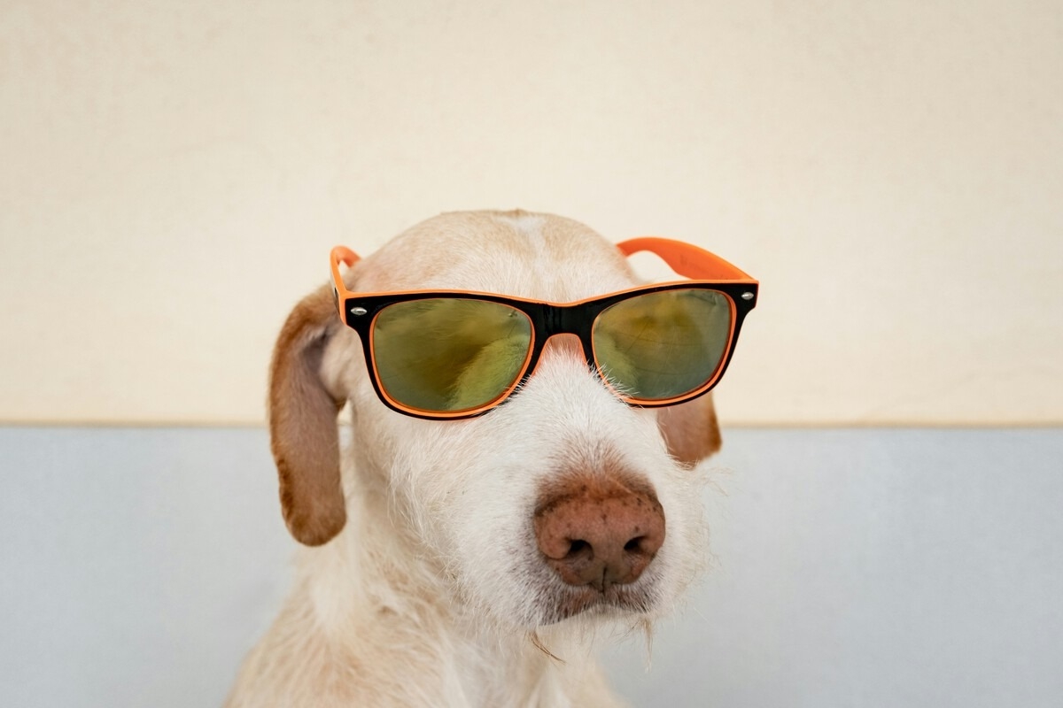 Фестиваль Четыре Лапы ФЕСТ соберёт тысячи любителей животных в Москве