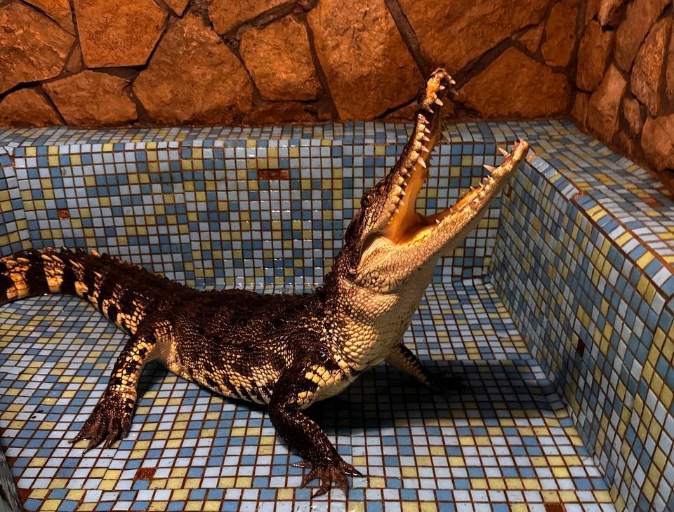 На Урале спасли крокодила, который долгие годы питался только дамплингами