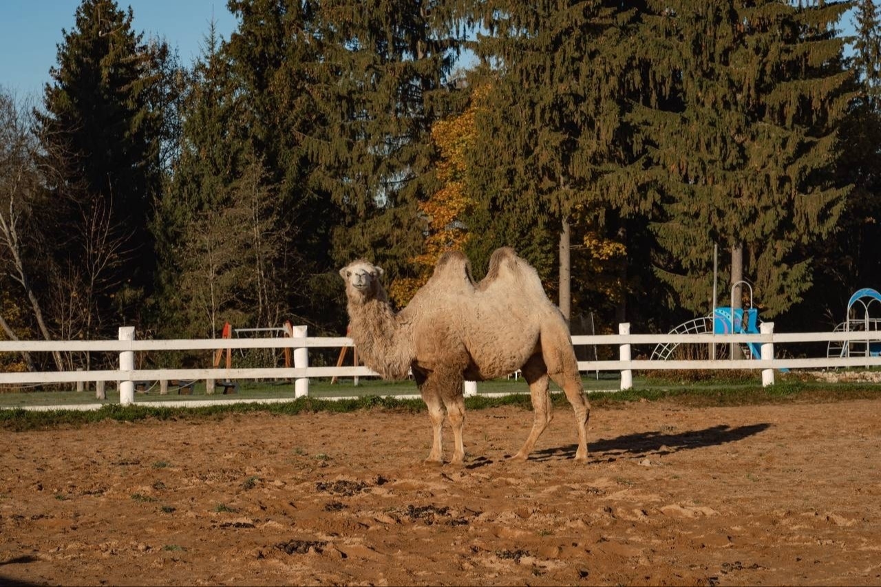 Планы на выходные: едем в Экоранчо в Подмосковье