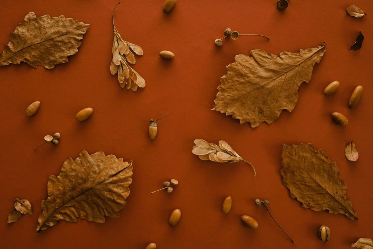 Полынь, плесень и пыль. Три причины осенней аллергии