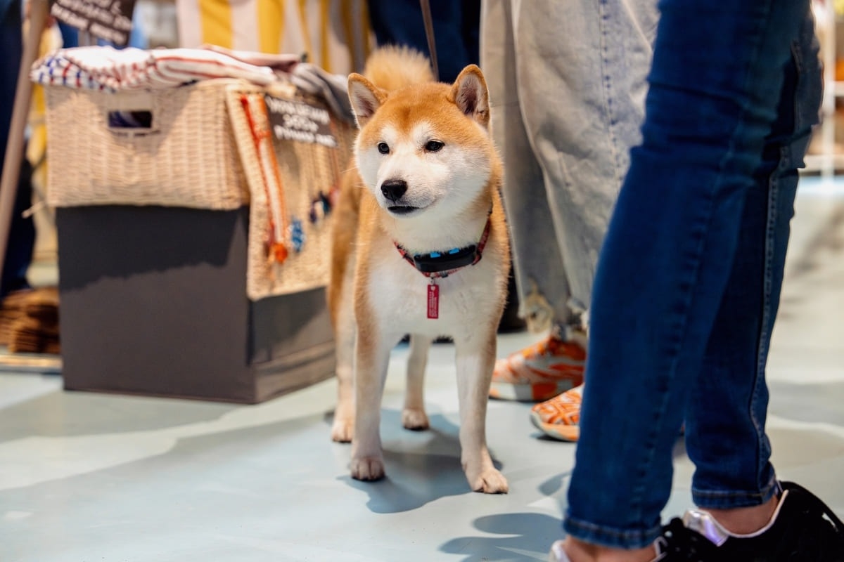 Flowwow проведет осенний маркет на Хлебозаводе № 9 в Москве