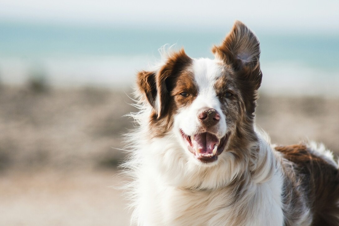 Клонирование питомцев обойдётся россиянам в миллионы рублей
