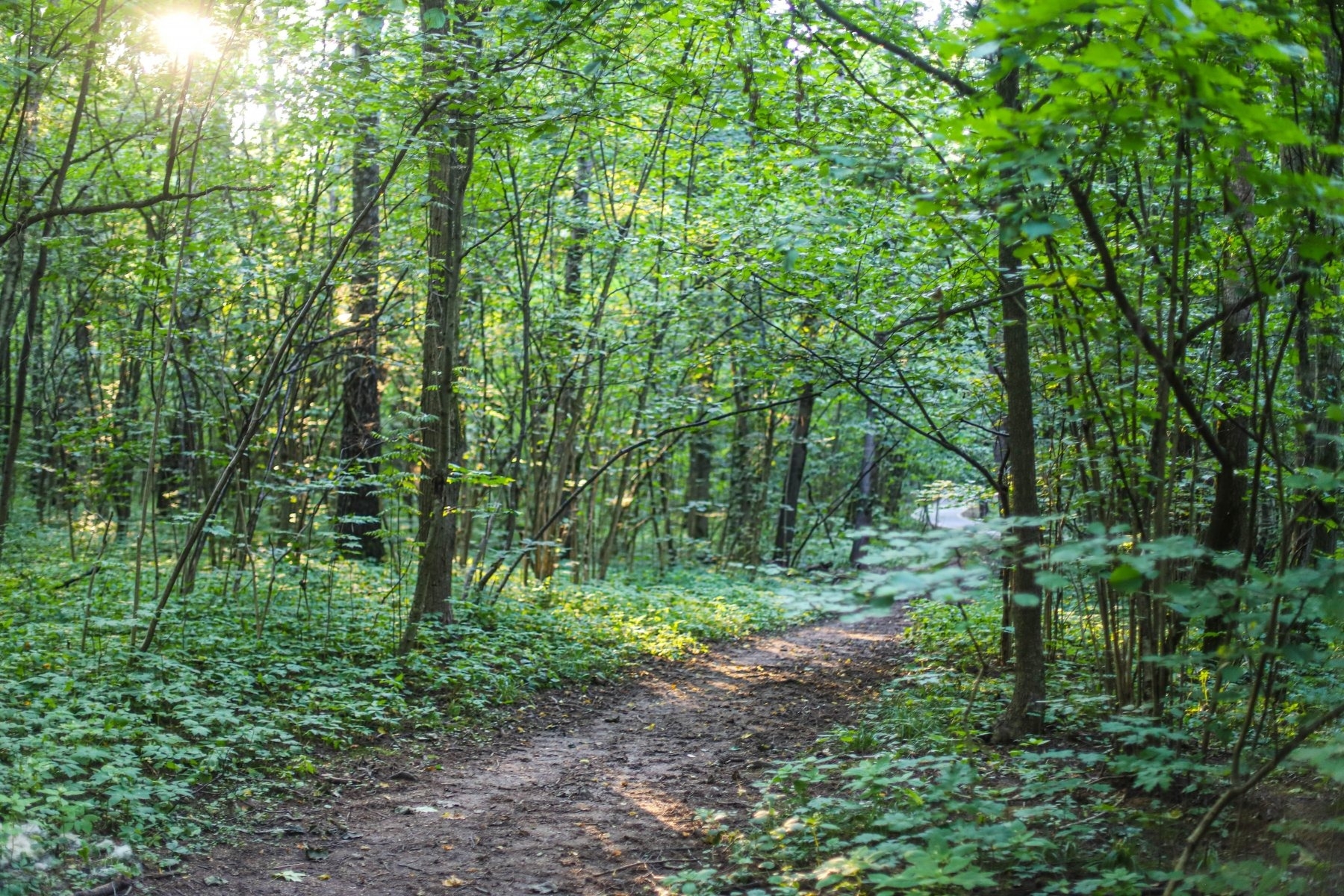 В заказнике «Вальцовский» выявлены редкие виды животных и растений