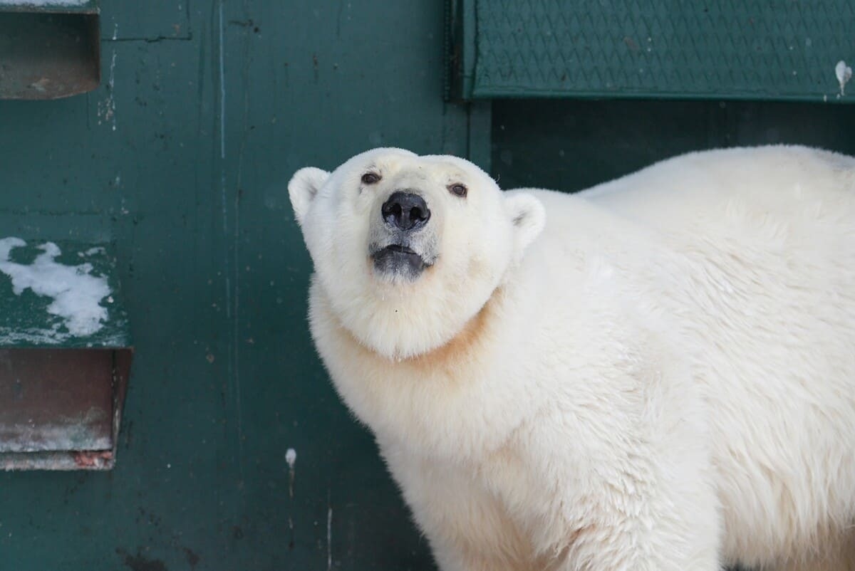 В Московском зоопарке адаптируется белая медведица из Красноярского края