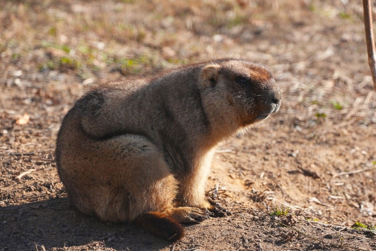 Степные сурки Московского зоопарка вышли из спячки
