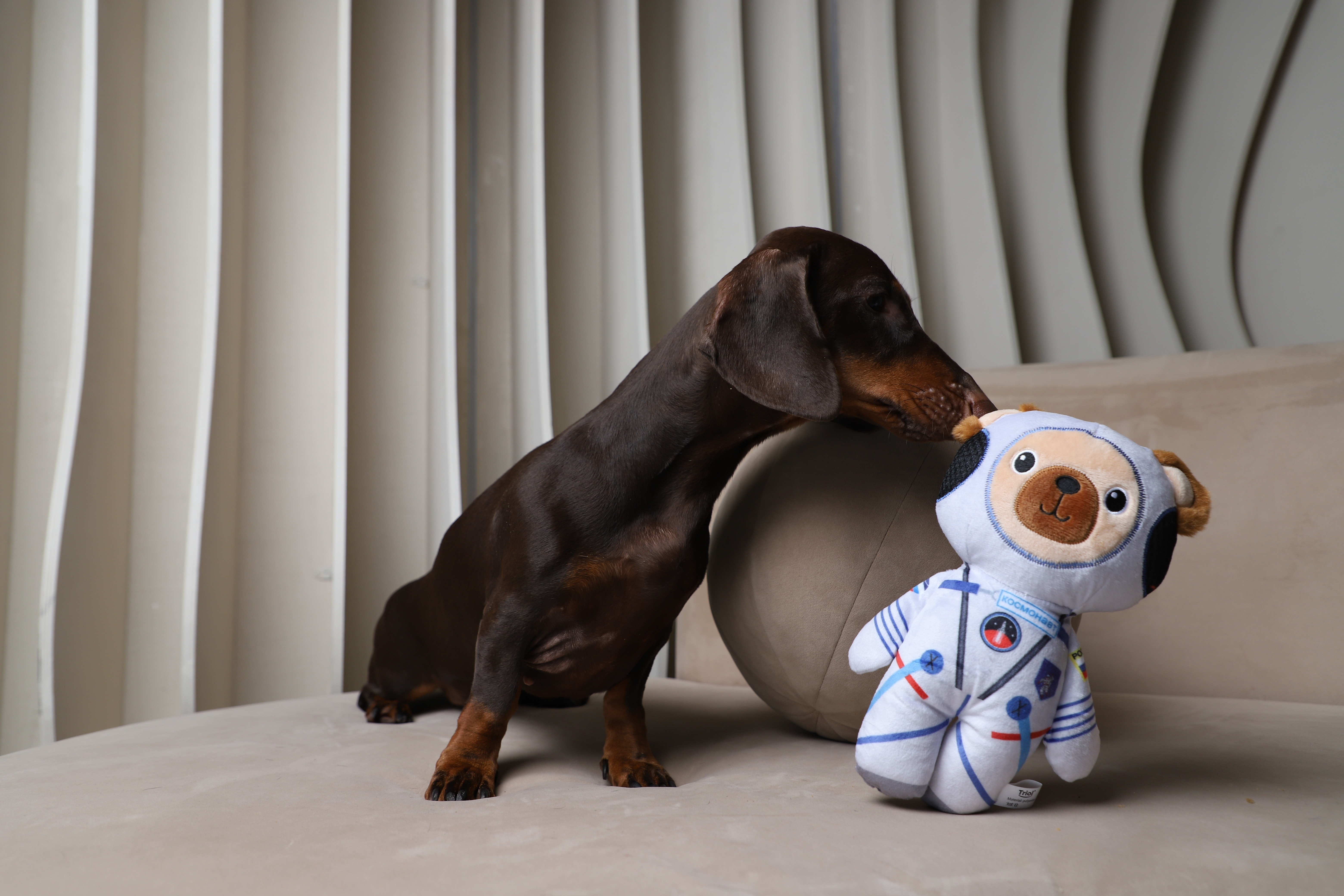 Triol представил космическую коллекцию игрушек для собак к Дню космонавтики