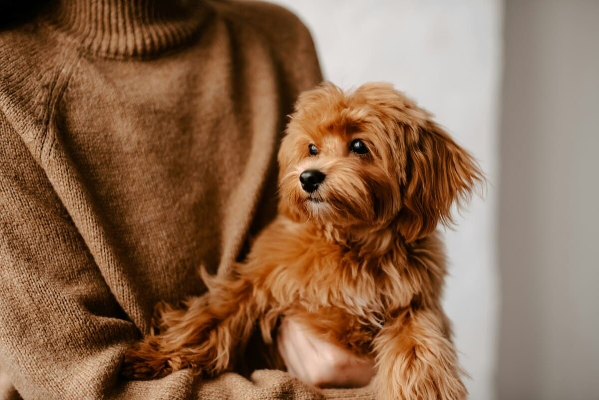 Город и собака: новая этика совместной жизни