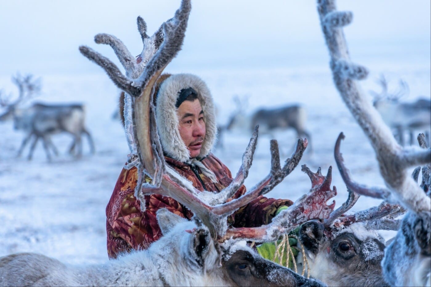 На Ямале растёт отток молодёжи из тундры, несмотря на доходы оленеводов