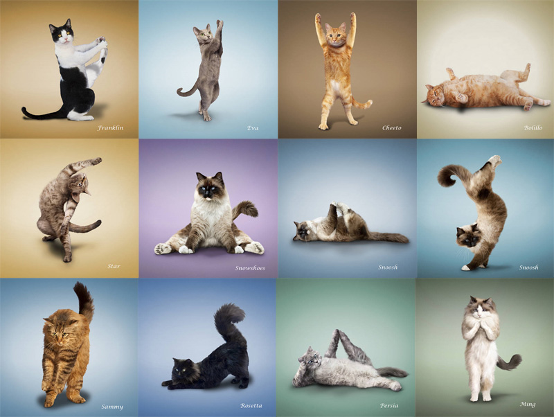 Названный позировавший. Позы животных. Кошки в разных позах. Поза кошки. Коты йоги.